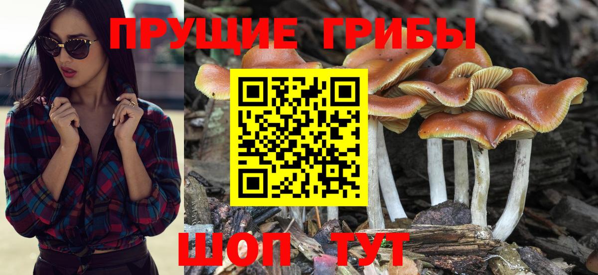 Галлюциногенные грибы Psilocybine cubensis Фурманов