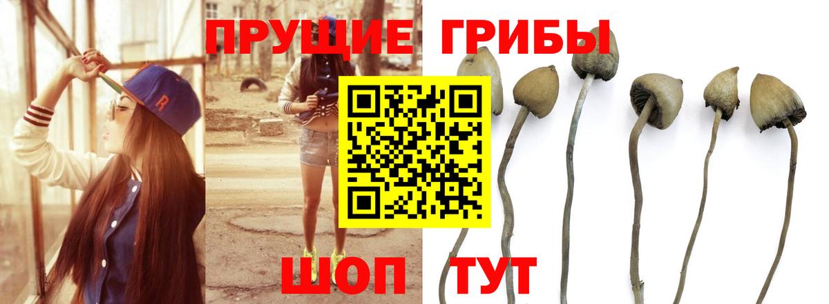 Фурманов  Галлюциногенные грибы Psilocybine cubensis  Галлюциногенные грибы MAGIC MUSHROOMS  Вход с VPN 
